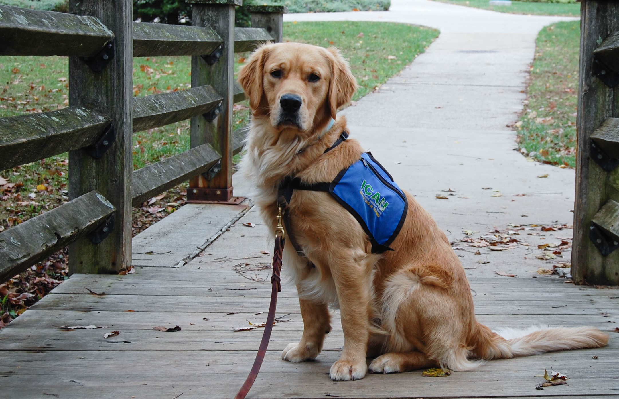 how are service dogs trained