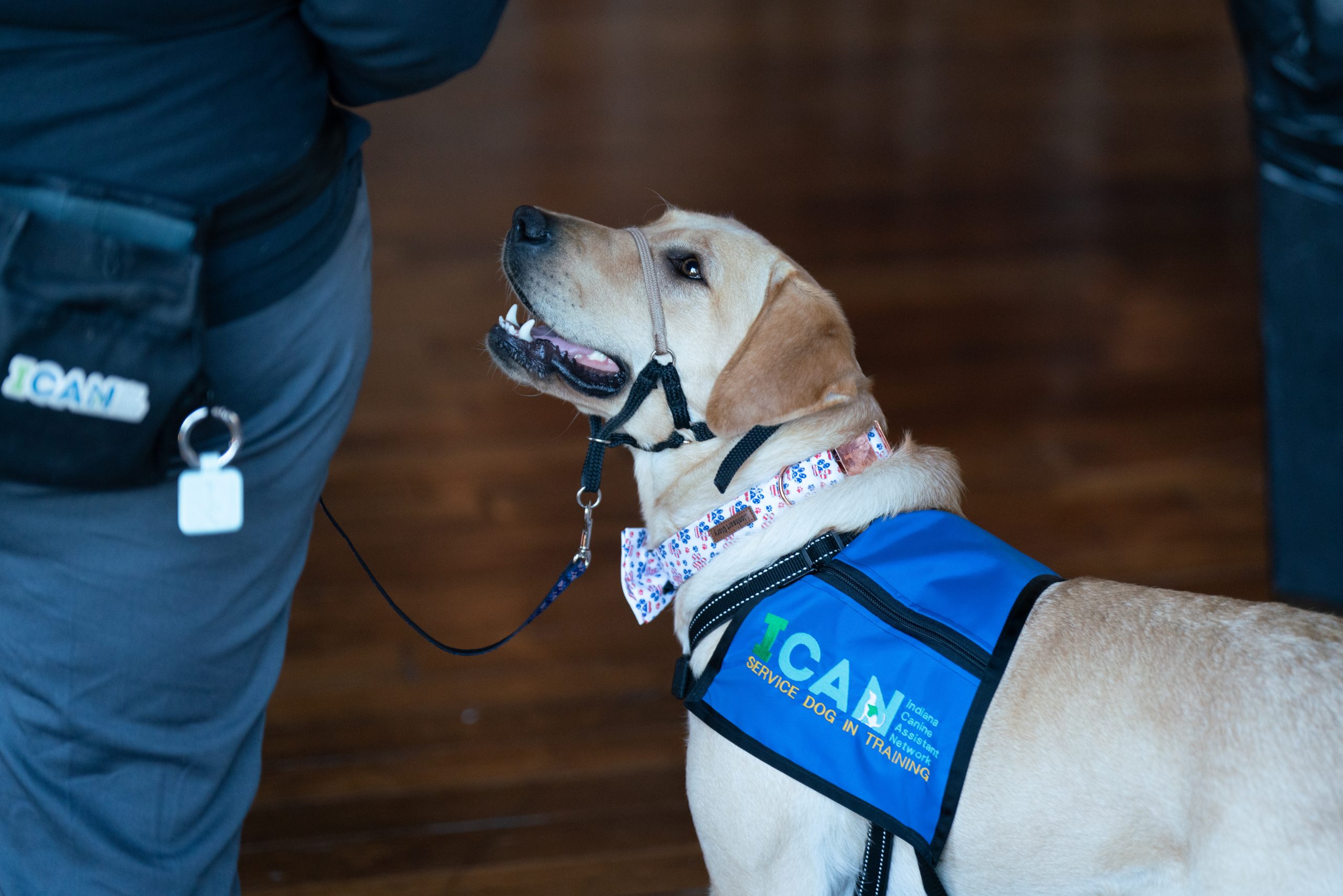 what qualifies a dog to be a service dog